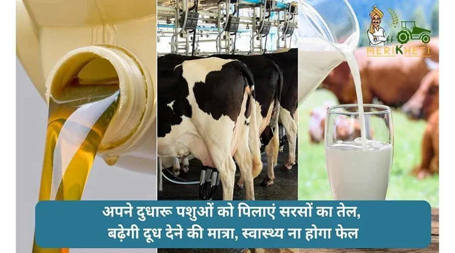 अपने दुधारू पशुओं को पिलाएं सरसों का तेल, रहेंगे स्वस्थ व बढ़ेगी दूध देने की मात्रा