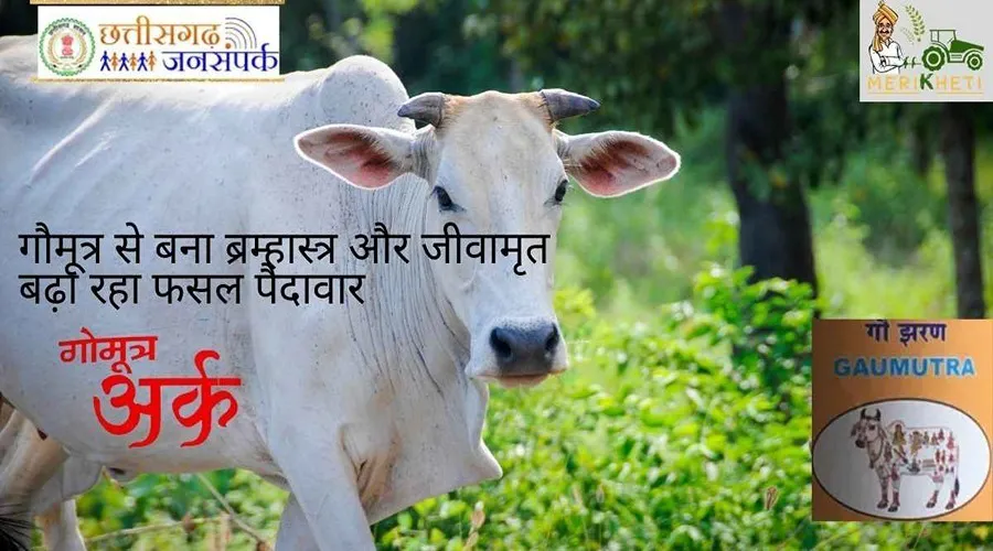 गौमूत्र से बना ब्रम्हास्त्र और जीवामृत बढ़ा रहा फसल पैदावार