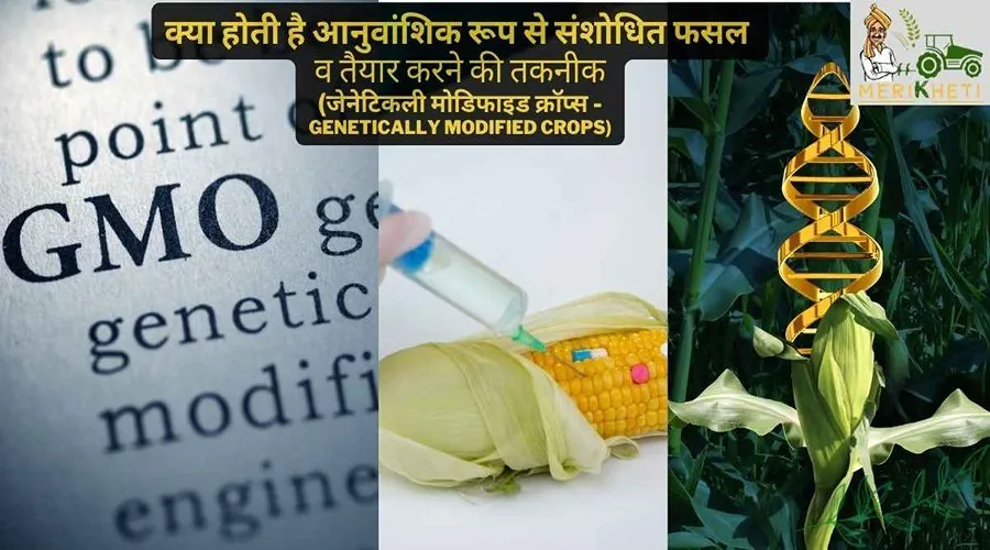 अनुवांशिक रूप से संशोधित फसल (जेनेटिकली मोडिफाइड क्रॉप्स - Genetically Modified Crops)