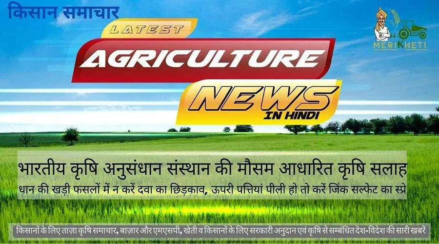 धान की खड़ी फसलों में न करें दवा का छिड़काव, ऊपरी पत्तियां पीली हो तो करें जिंक सल्फेट का स्प्रे