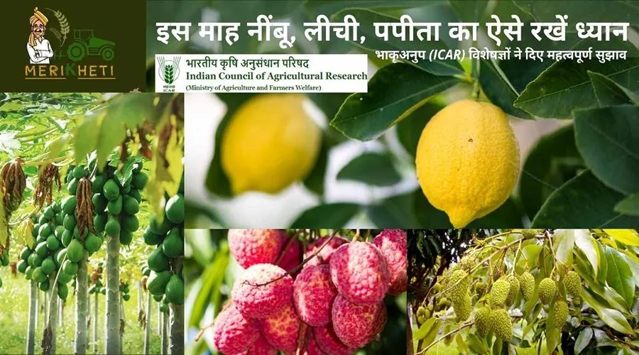 इस माह नींबू, लीची, पपीता का ऐसे रखें ध्यान
