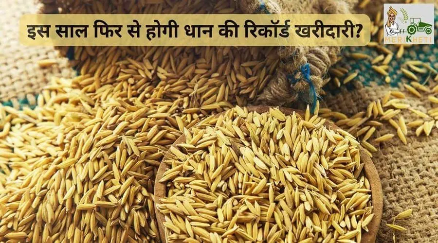 इस साल फिर से होगी धान की रिकॉर्ड खरीदारी?