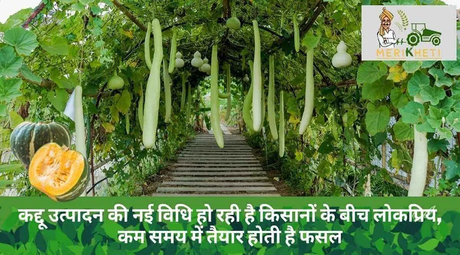 कद्दू उत्पादन की नई विधि हो रही है किसानों के बीच लोकप्रिय, कम समय में तैयार होती है फसल