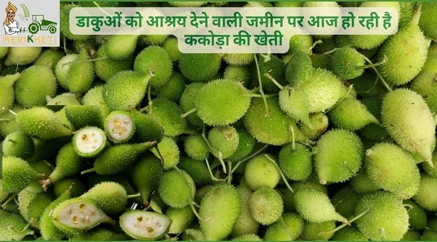 डाकुओं को आश्रय देने वाली जमीन पर आज हो रही है ककोड़ा की खेती