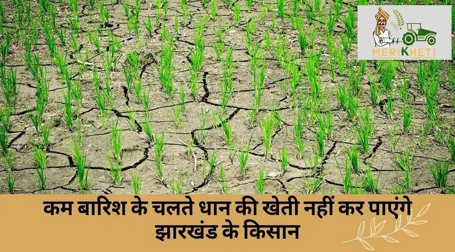 कम बारिश के चलते धान की खेती नहीं कर पाएंगे झारखंड के किसान
