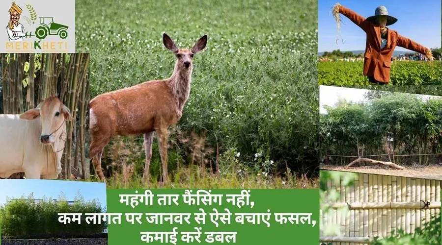 महंगी तार फैंसिंग नहीं, कम लागत पर जानवर से ऐसे बचाएं फसल, कमाई करें डबल