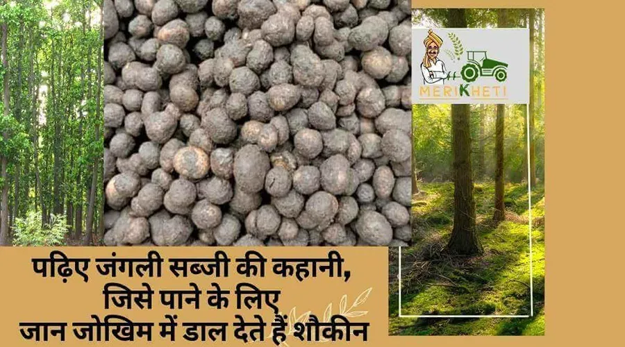 पढ़िए जंगली सब्जी की कहानी, जिसे पाने के लिए जान जोखिम में डाल देते हैं शौकीन