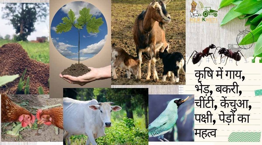 कृषि में गाय, भेड़, बकरी, चींटी, केंचुआ, पक्षी, पेड़ों का महत्व