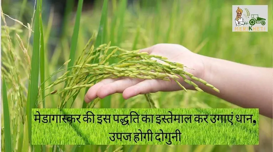 मेडागास्कर की इस पद्धति का इस्तेमाल कर उगाएं धान, उपज होगी दोगुनी