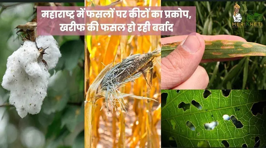 महाराष्ट्र में फसलों पर कीटों का प्रकोप, खरीफ की फसल हो रही बर्बाद