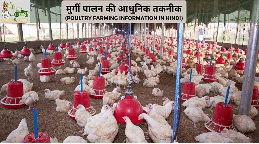 मुर्गी पालन की आधुनिक तकनीक (Poultry Farming information in Hindi)