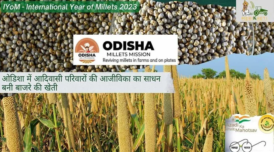 ओडिशा में आदिवासी परिवारों की आजीविका का साधन बनी बाजरे की खेती
