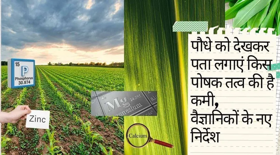 पौधे को देखकर पता लगाएं किस पोषक तत्व की है कमी, वैज्ञानिकों के नए निर्देश