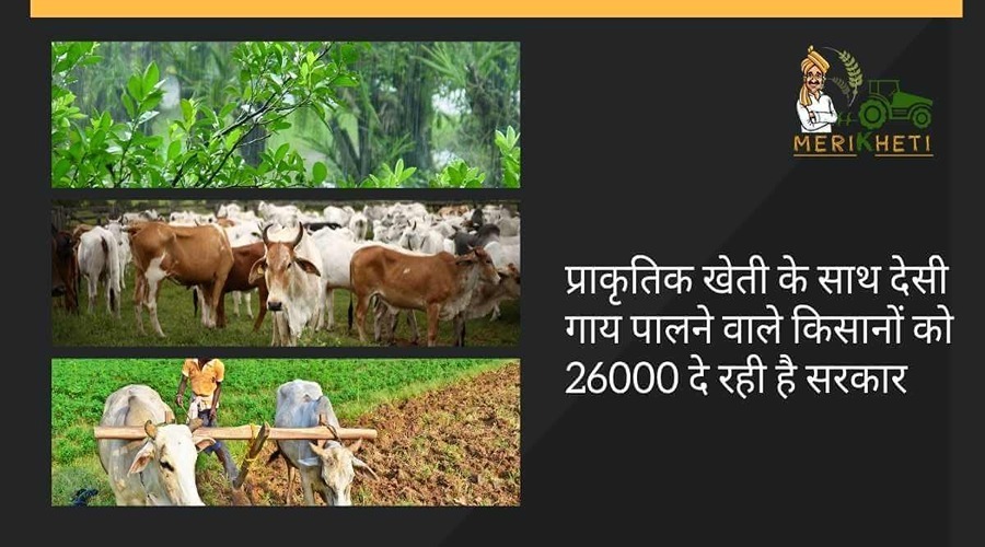 प्राकृतिक खेती के साथ देसी गाय पालने वाले किसानों को 26000 दे रही है सरकार
