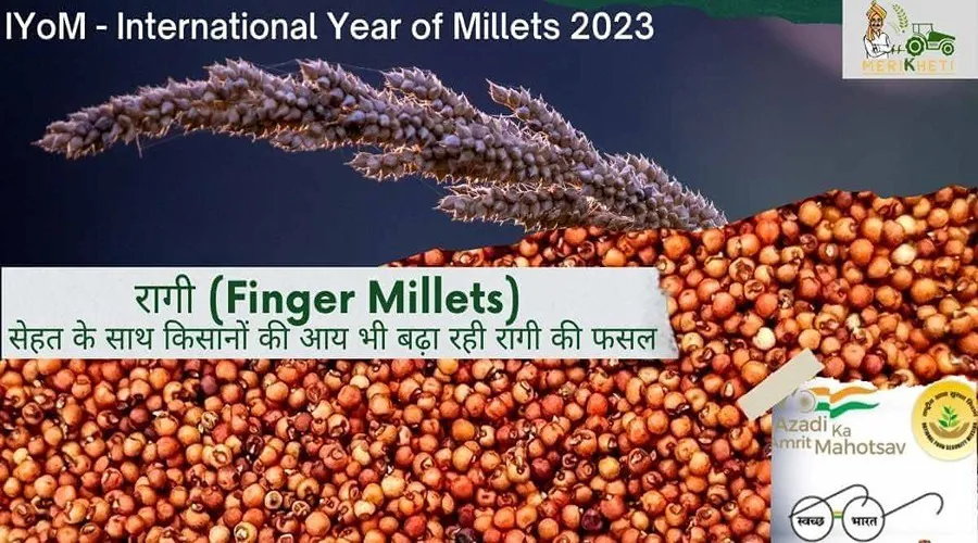 सेहत के साथ किसानों की आय भी बढ़ा रही रागी की फसल