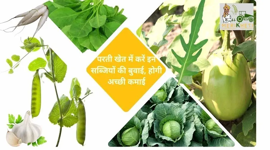 परती खेत में करें इन सब्जियों की बुवाई, होगी अच्छी कमाई