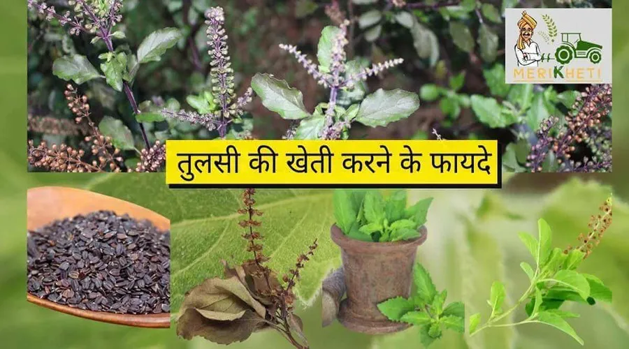 तुलसी की खेती करने के फायदे