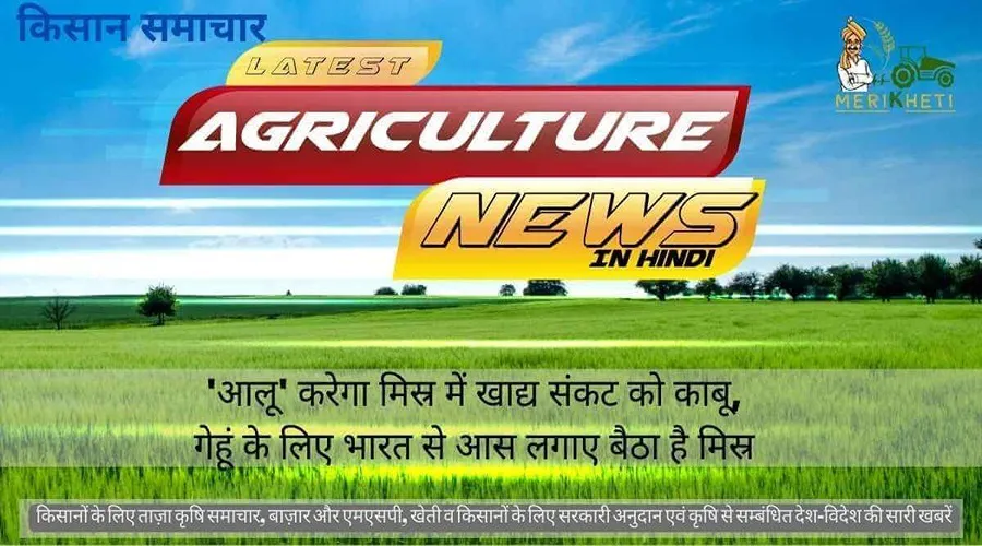 'आलू' करेगा मिस्र में खाद्य संकट को काबू, गेहूं के लिए भारत से आस लगाए बैठा है मिस्र