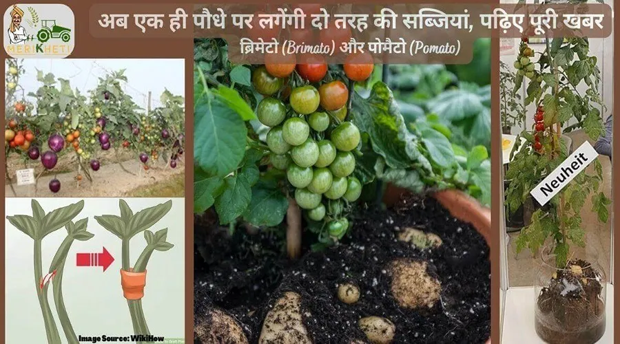 अब एक ही पौधे पर लगेंगी दो तरह की सब्जियां, पढ़िए पूरी खबर