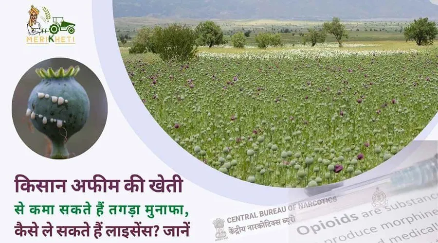 किसान अफीम की खेती से कमा सकते हैं तगड़ा मुनाफा, कैसे ले सकते हैं लाइसेंस जानें
