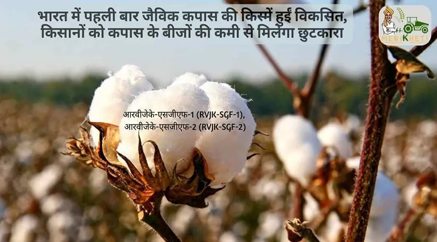 भारत में पहली बार जैविक कपास की किस्में हुईं विकसित, किसानों को कपास के बीजों की कमी से मिलेगा छुटकारा