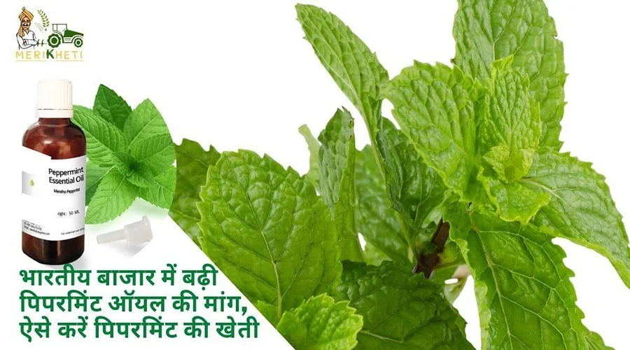 भारतीय बाजार में बढ़ी पिपरमिंट ऑयल की मांग, ऐसे करें पिपरमिंट की खेती
