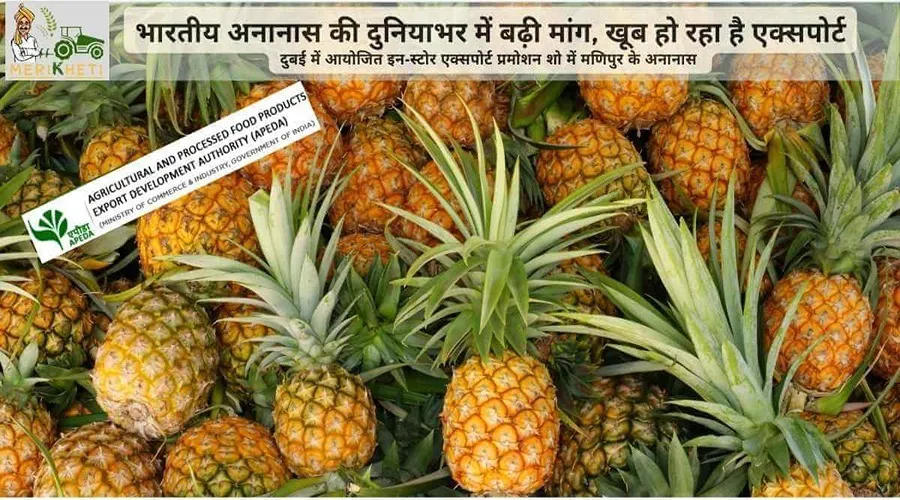 भारतीय अनानास की दुनियाभर में बढ़ी मांग, खूब हो रहा है एक्सपोर्ट