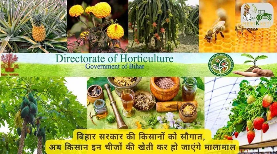 बिहार सरकार की किसानों को सौगात, अब किसान इन चीजों की खेती कर हो जाएंगे मालामाल