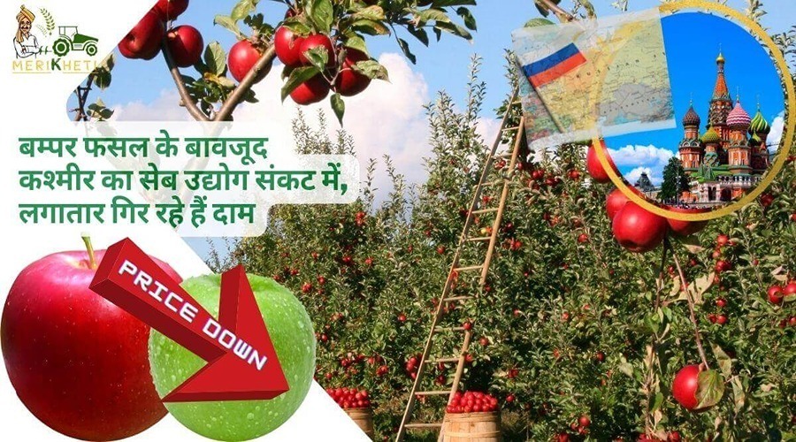 बम्पर फसल के बावजूद कश्मीर का सेब उद्योग संकट में, लगातार गिर रहे हैं दाम