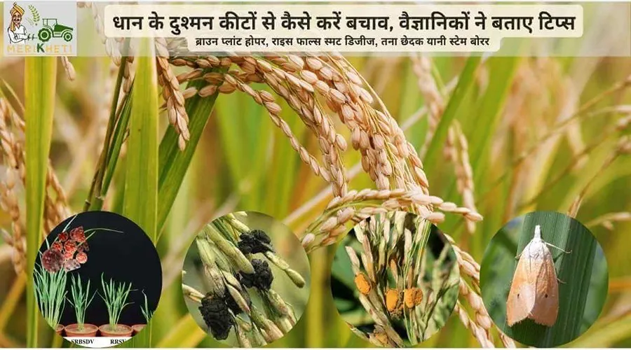 धान के दुश्मन कीटों से कैसे करें बचाव, वैज्ञानिकों ने बताए टिप्स