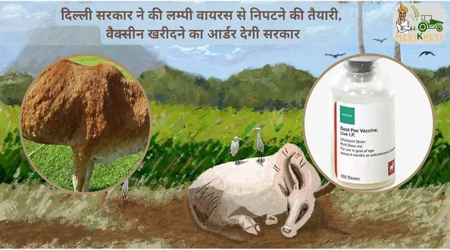 दिल्ली सरकार ने की लम्पी वायरस से निपटने की तैयारी, वैक्सीन खरीदने का आर्डर देगी सरकार