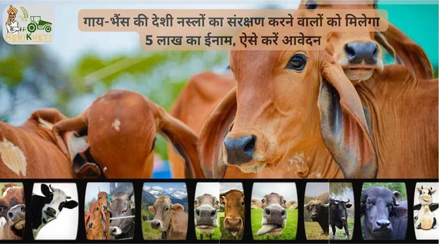 गाय-भैंस की देशी नस्लों का संरक्षण करने वालों को मिलेगा 5 लाख का ईनाम, ऐसे करें आवेदन