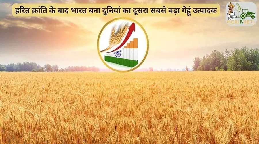 हरित क्रांति के बाद भारत बना दुनियां का दूसरा सबसे बड़ा गेहूं उत्पादक