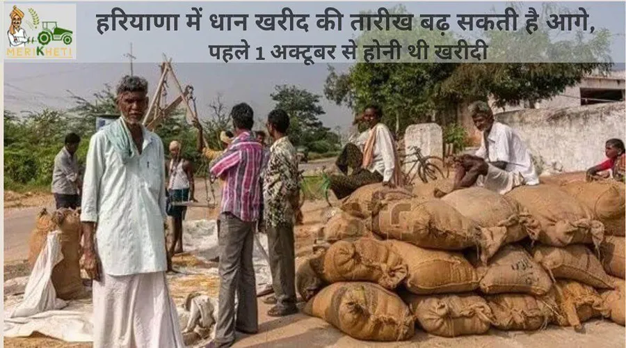 हरियाणा में धान खरीद की तारीख बढ़ सकती है आगे, पहले 1 अक्टूबर से होनी थी खरीदी