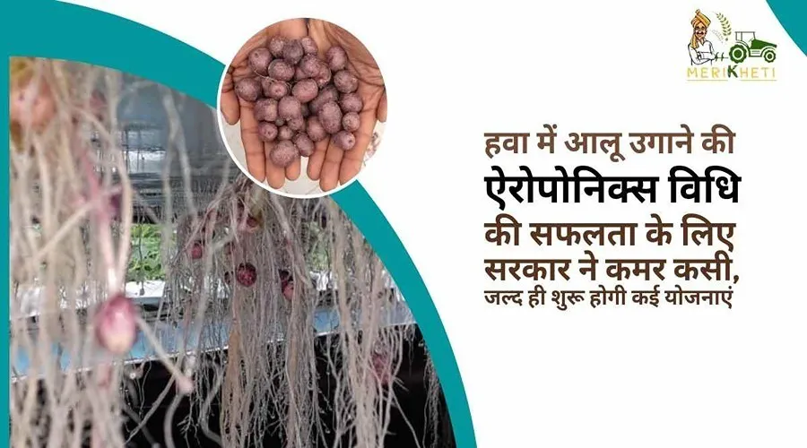 हवा में आलू उगाने की ऐरोपोनिक्स विधि की सफलता के लिए सरकार ने कमर कसी, जल्द ही शुरू होगी कई योजनाएं