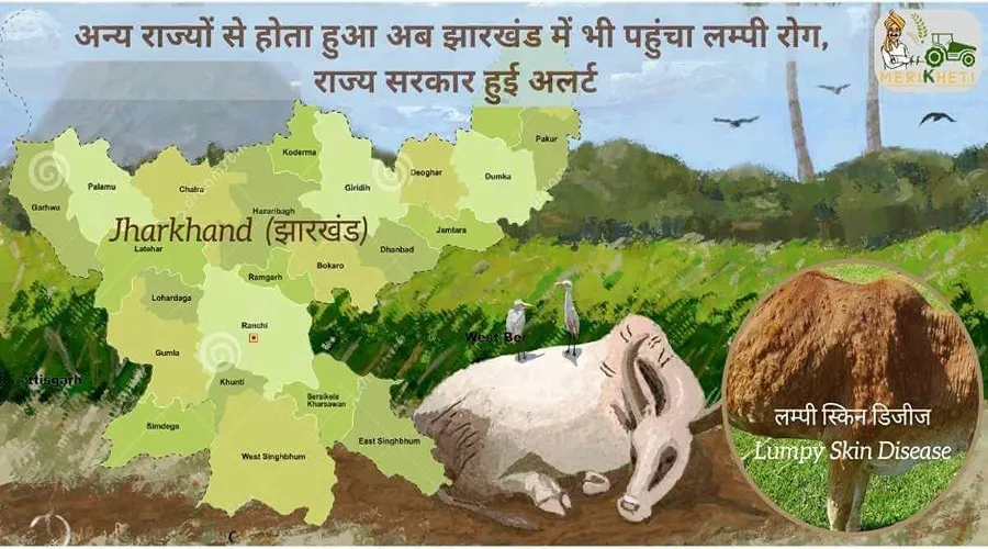 अन्य राज्यों से होता हुआ अब झारखंड में भी पहुंचा लम्पी रोग, राज्य सरकार हुई अलर्ट