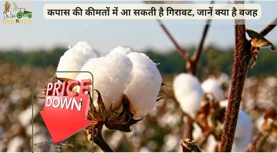 कपास की कीमतों में आ सकती है गिरावट, जानें क्या है वजह