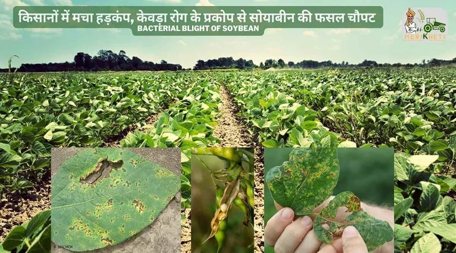 किसानों में मचा हड़कंप, केवड़ा रोग के प्रकोप से सोयाबीन की फसल चौपट