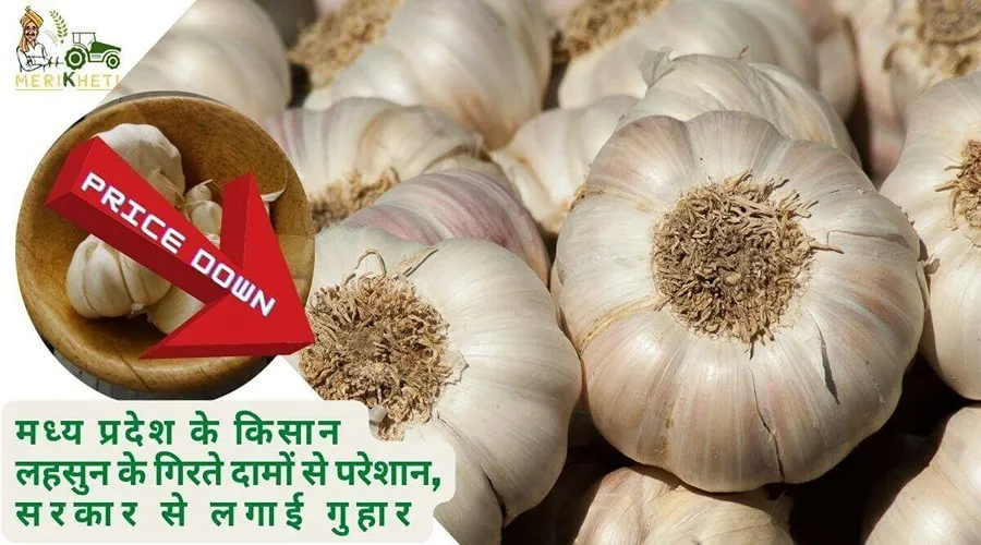 मध्य प्रदेश के किसान लहसुन के गिरते दामों से परेशान, सरकार से लगाई गुहार
