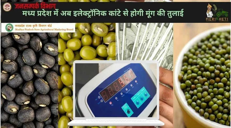 मध्य प्रदेश में अब इलेक्ट्रॉनिक कांटे से होगी मूंग की तुलाई