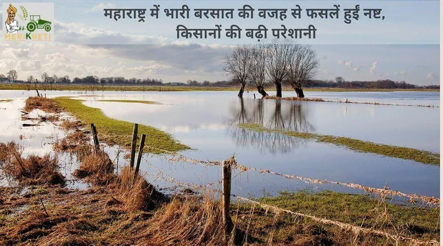 महाराष्ट्र में भारी बरसात की वजह से फसलें हुईं नष्ट, किसानों की बढ़ी परेशानी