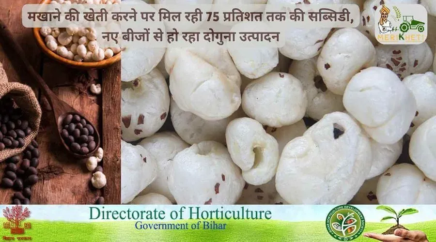 मखाने की खेती करने पर मिल रही 75 प्रतिशत तक की सब्सिडी : नए बीजों से हो रहा दोगुना उत्पादन