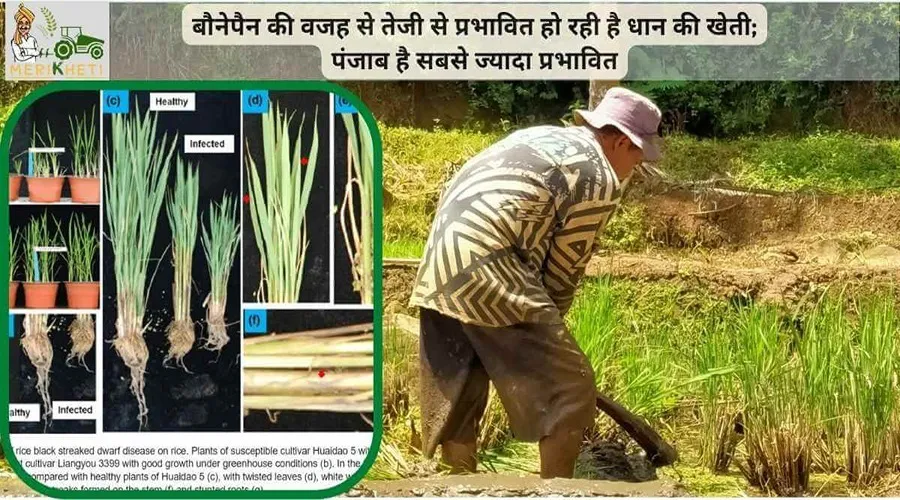 बौनेपन की वजह से तेजी से प्रभावित हो रही है धान की खेती; पंजाब है सबसे ज्यादा प्रभावित