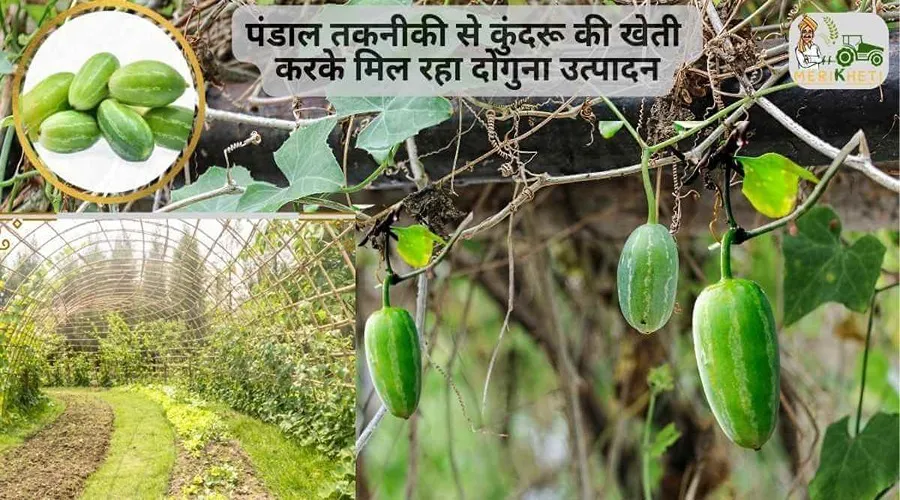 पंडाल तकनीकी से कुंदरू की खेती करके मिल रहा दोगुना उत्पादन