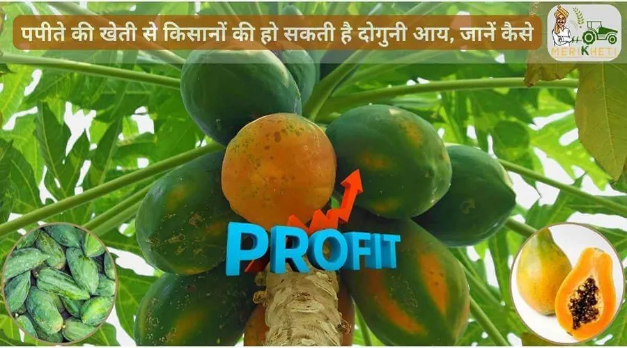 पपीते की खेती से किसानों की हो सकती है दोगुनी आय, जानें कैसे