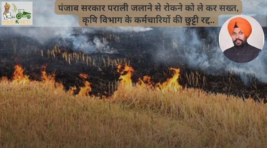 पंजाब सरकार पराली जलाने से रोकने को ले कर सख्त, कृषि विभाग के कर्मचारियों की छुट्टी रद्द..