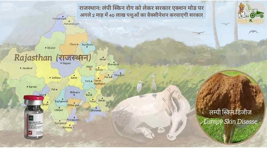 राजस्थान: लंपी स्किन रोग को लेकर सरकार एक्शन मोड पर