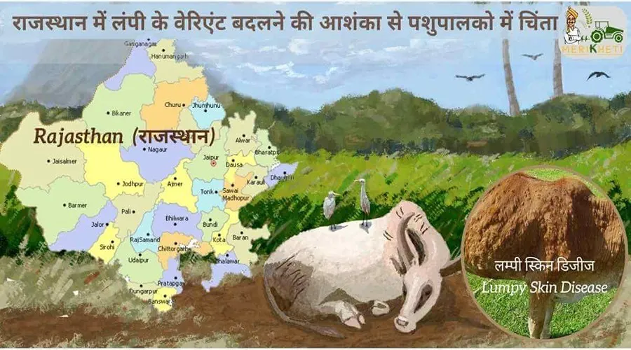 राजस्थान में लंपी के वेरिएंट बदलने की आशंका से पशुपालको में चिंता