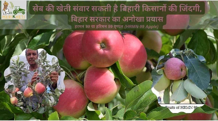 सेब की खेती संवार सकती है बिहारी किसानों की जिंदगी, बिहार सरकार का अनोखा प्रयास