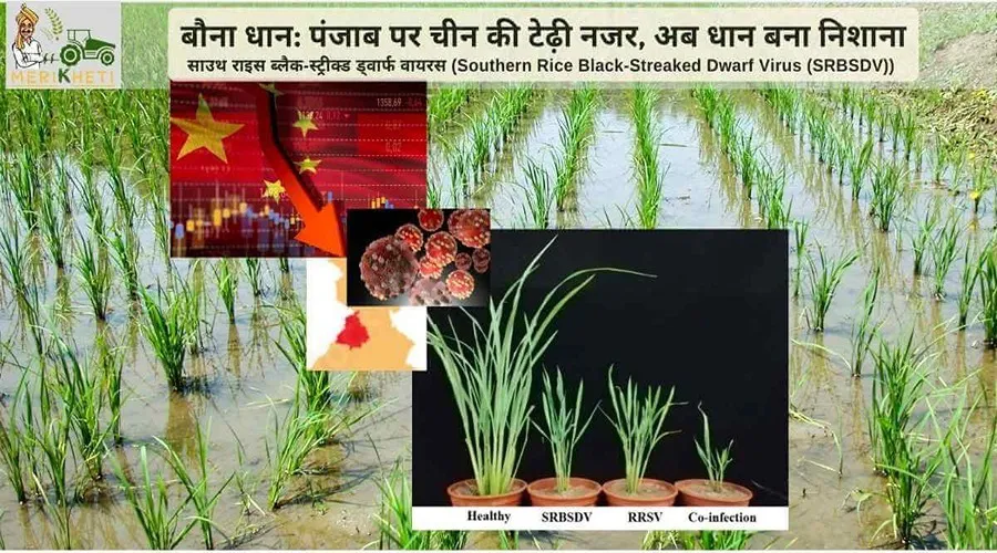 बौना धान: पंजाब पर चीन की टेढ़ी नजर, अब धान बना निशाना